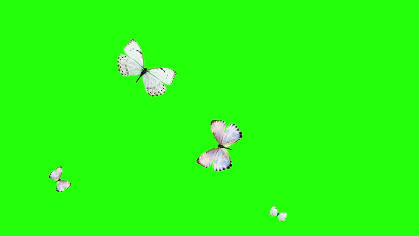 Group of butterflies flying chroma key, environment nature animation element