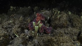 Starry Night Octopus - Callistoctopus luteus is looking for prey in the night. Underwater life of Tulamben, Bali, Indonesia.