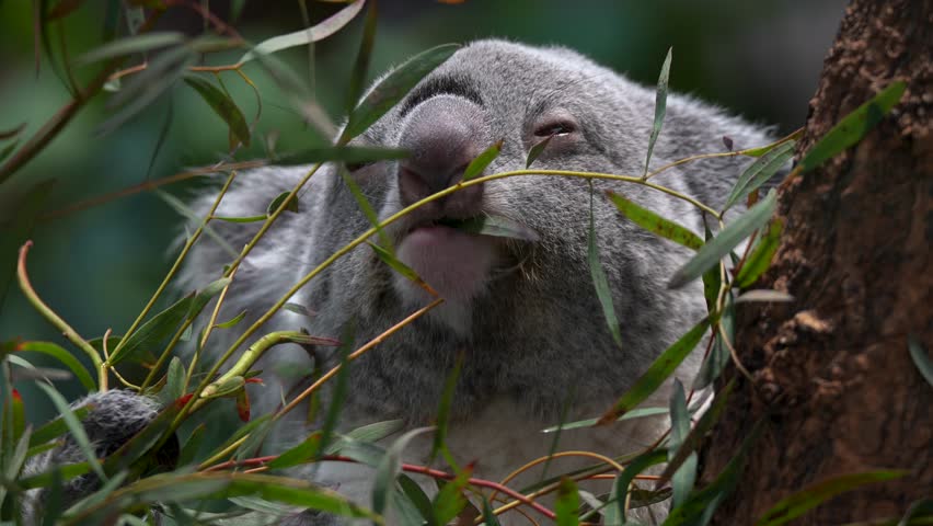 Close view of a Koala bear eating leafs on a tree Royalty-Free Stock Footage #3434415627