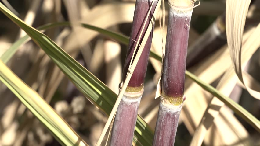Red sugar cane sticks in the agriculture  field ,macro shot