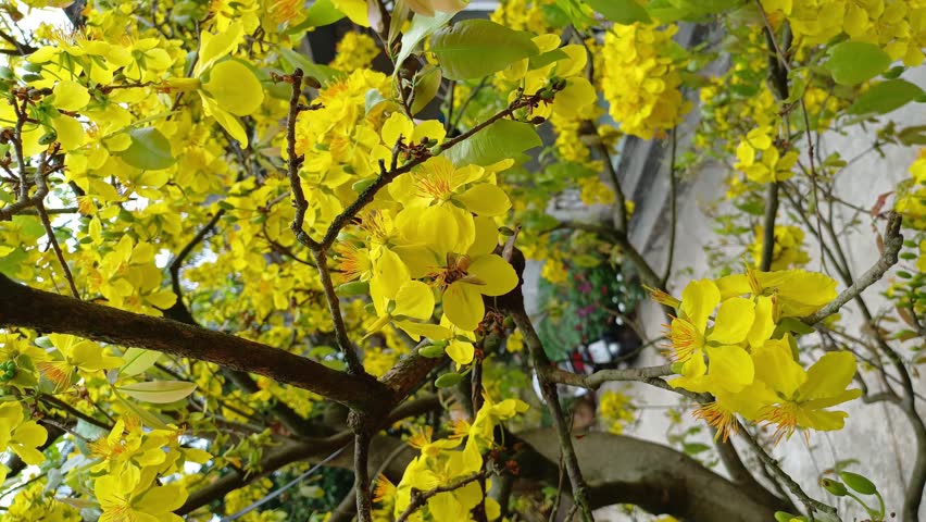 The little bee is sucking nectar from yellow apricot pistils or ochna integerrima pistils in the garden at Mekong Delta Vietnam.