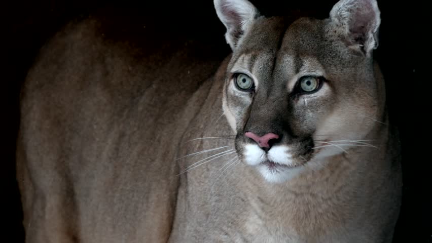 Close-Up of wild cougar puma on Dark black Background in winter during snowfall