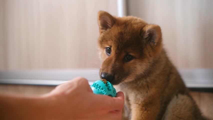 The game of the owner with a Shiba Inu puppy at home. Dog Treat Ball, Interactive Food Dispensing Puppy Puzzle Toy, Non-Toxic, Natural Rubber, for Tooth Cleaning, IQ Training, Chewing, Playing