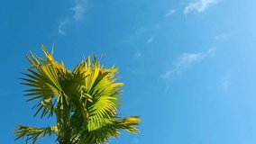 A large green palm tree against a blue sky