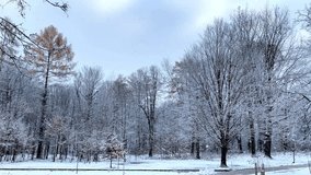 Fresh snow falling,strong blizard in park,forest covered ground in freezing cold winter storm weather in foggy day in city,nature. High quality 4k footage.