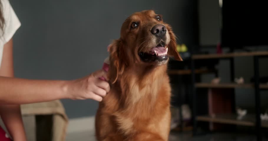 A young woman brushes the hair of her Golden Retriever. It's shedding season for long haired dogs. Caring for fur. Dog hair comb. Grooming salon at home. Funny face of a dog when you scratch its head. Royalty-Free Stock Footage #3434530443