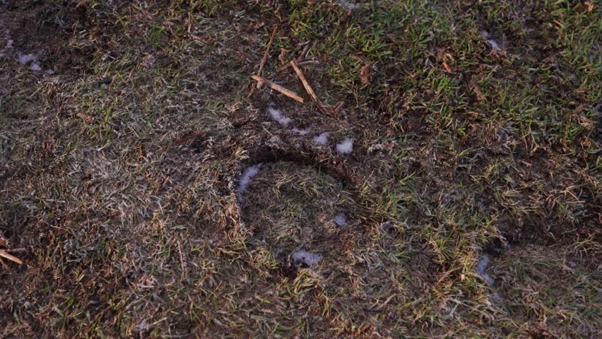 A closeup shot of a frozen footprint of a wild pony in the grass of the moors of England