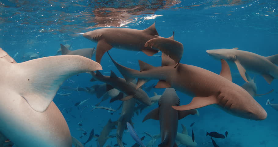 A lot nurse sharks in tropical blue sea. School of fish and sharks in blue ocean, Maldives