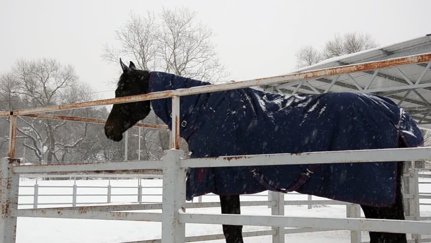 Black Horse. Motion picture of black horse in farm during cold snowy winter day.