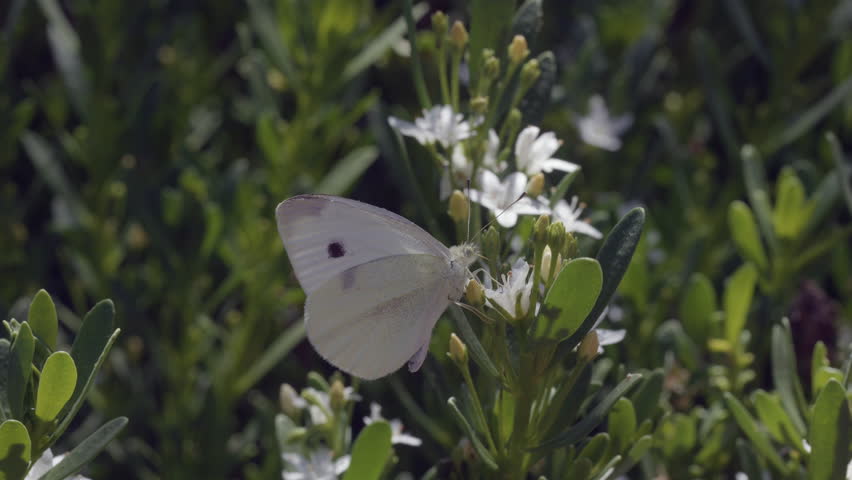 MACRO White Moth Feeding On Creeping Boobialla Flower SLOW MOTION