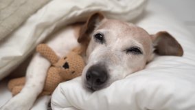 Close up 4k video adorable dog face falling asleep in comfortable white bed hugging bear toy looking at camera. Relaxed safe home atmosphere
