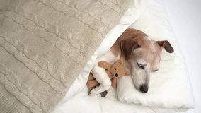 relaxed dog in white bae falling asleep. closing eyes. Hugging cute small toy bear. Chilling weekend mood video footage. Senior pet Jack Russell terrier resting. Top 4k view from above video footage