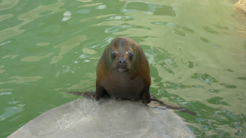 The South American sea lion female. Otaria flavescens