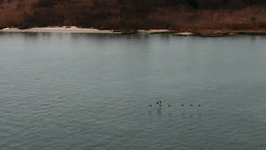 An aerial view of a flock of birds over the salt marsh off the south shores of Long Island, NY on a cloudy day. The camera pan left as birds fly over the calm water.
