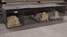 This video shows a row of golden retriever dogs being held in kennel cages.