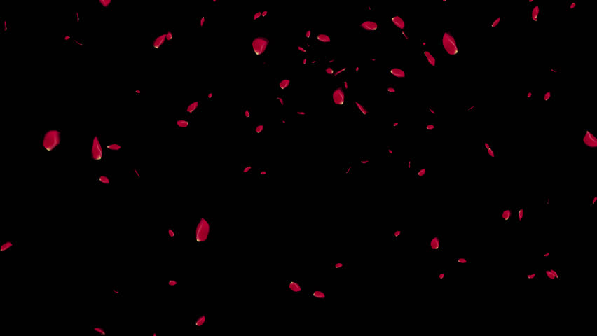 Rose petals falling can be used in various things: visual effects, motion graphics, logo reveals, etc. It already has an alpha channel (transparent background) Royalty-Free Stock Footage #3434616153