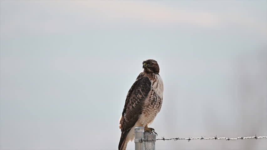 Country Guardian: Red-Tailed Hawk Stands Watch on Metal Fence