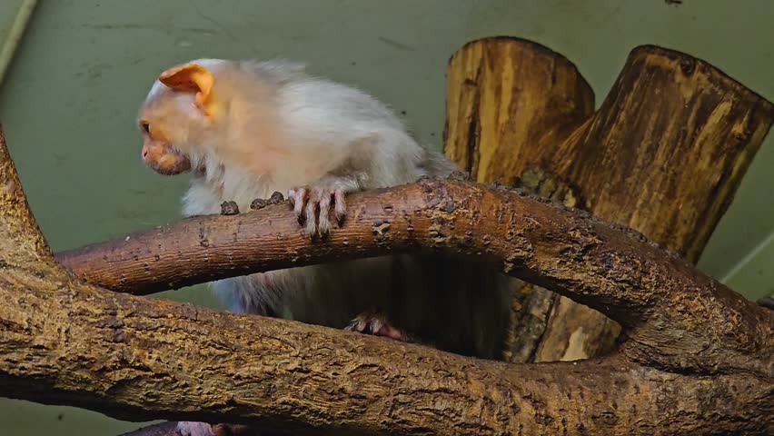 Close up of a Tamarin sitting on a branch and looking around