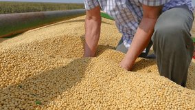 Soybean grain in a hands of successful farmer in tractor trailer after harvest for transport to the warehouse storage, agricultural occupation. Close up - slow motion - Powered by Shutterstock - Get 15% off with code: PIKWIZARD15