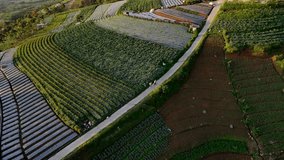 Drone shot of two farmers were walking along the road in the middle of the plantation. Aerial view of Indonesia agricultural field.