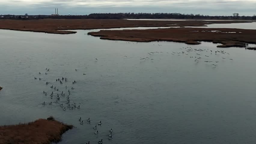 A high angle, aerial view of a flock of birds taking off from a salt marsh in slow motion. Shot off the south shores of Long Island, NY on a cloudy day. The camera dolly in towards the birds.