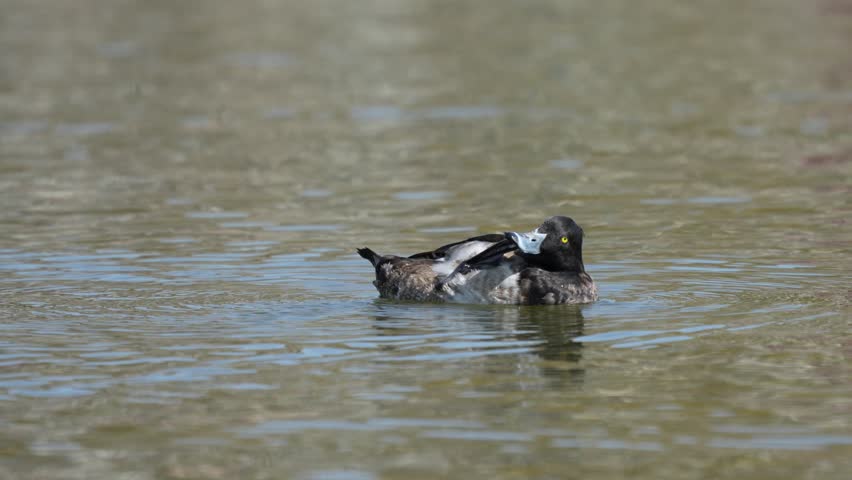 An immature Tufted Duck scratching its head and swimming around on a lake.