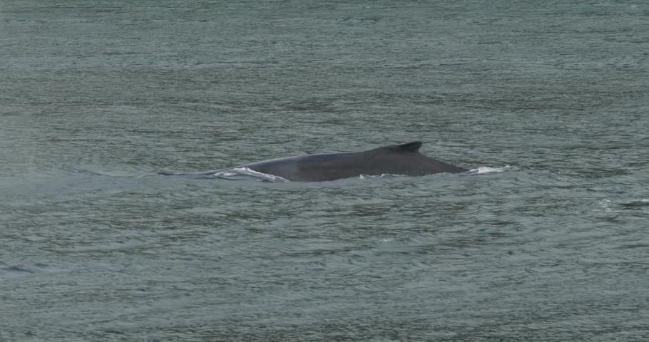 Closeup of a Humpback whale diving.Whale Watching in Juneau, Alaska