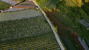 Aerial view of row of vegetable plants on the agricultural field. Two farmers are walking on the road in the middle of field. Drone shot
