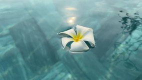 PLUMERIA FLOWER FLOATINGClose up White frangipani or Plumeria flower floating on the reflecting blue water surface. - Powered by Shutterstock - Get 15% off with code: PIKWIZARD15