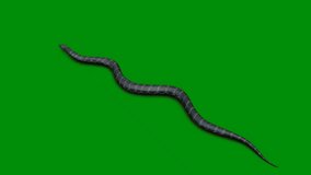 The video element of  on a green screen background, Ultra High Definition, 4k video,snake on a green screen background. 4K Motion graphics 
