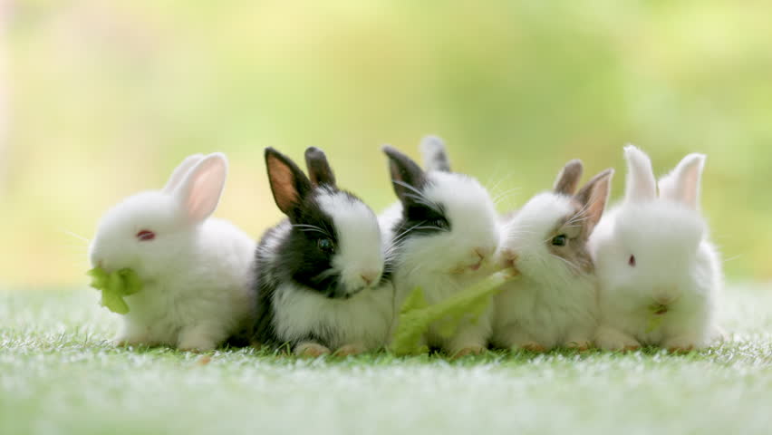 Group of healthy lovely baby bunny easter rabbits eating food, carrot, grass on nature background. Cute fluffy rabbits sniffing, looking around, nature life. Symbol of easter day. Royalty-Free Stock Footage #3434816125