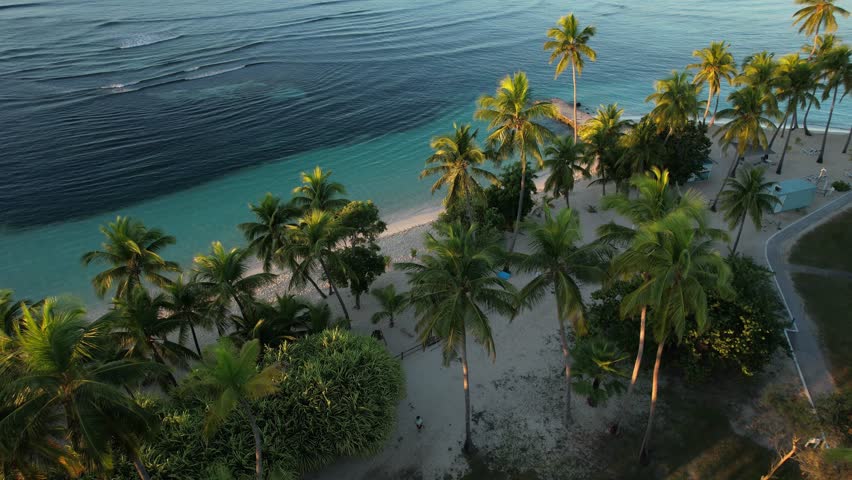 Palm Trees Over White Sand Beach Of Plage de la Caravelle In Sainte-Anne, Guadeloupe. Aerial Drone Shot