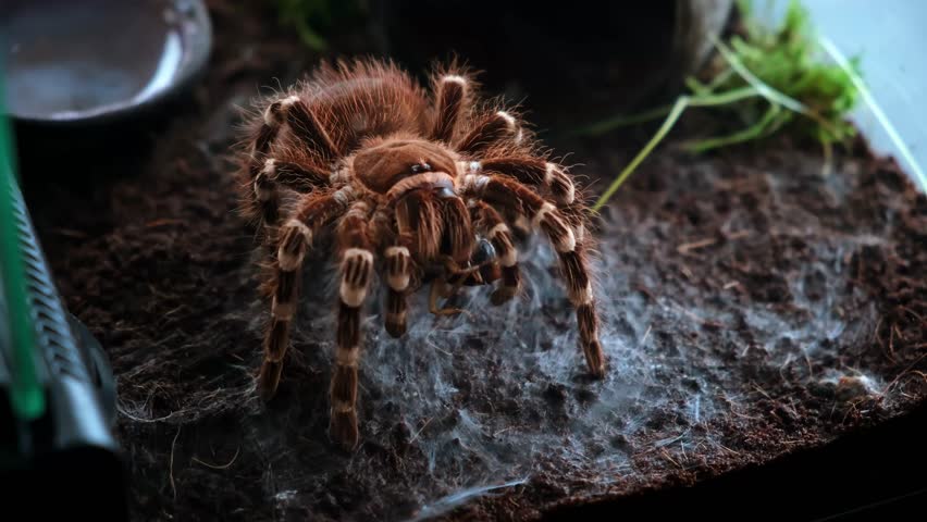 A spider injects venom into a madagascar cockroach in a terrarium close-up. Acanthoscurria geniculata. Phobia concept. Toxic poison. Brazilian large size tropical animals. Blaptica dubia. 4k footage.