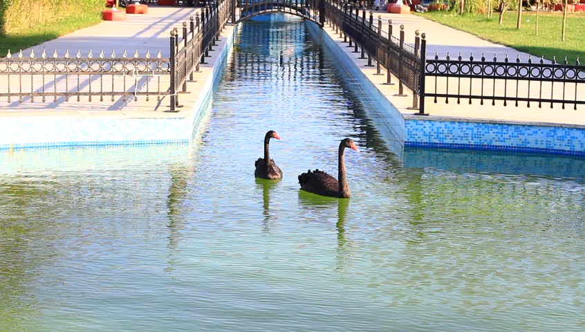 Black swans swimming in the pool
