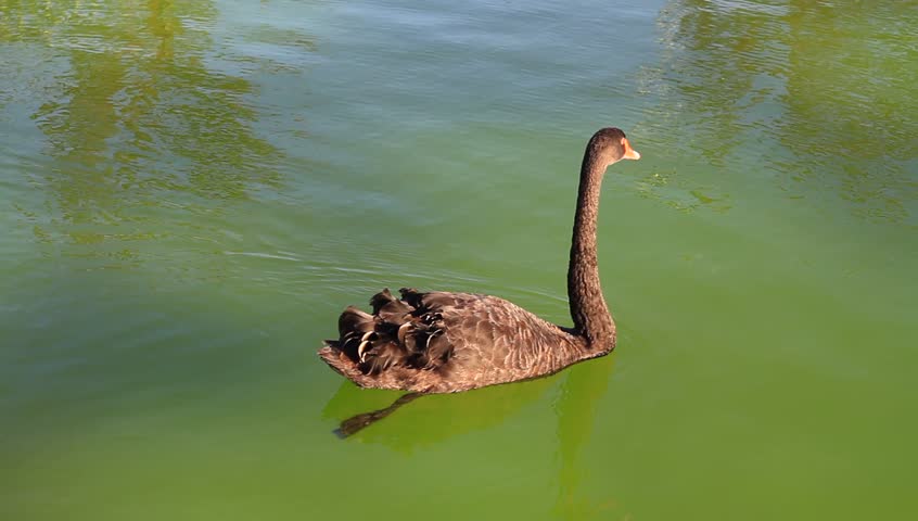 Swan swimming in the lake. 135mm f2.0
