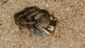 Two tropical hermit crabs on the sand close-up. Vertical video