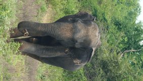 Wild indian elephant walking to camera. Vertical video