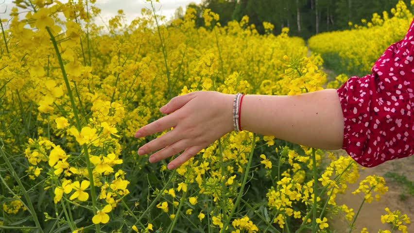 Hand touching yellow flowers in green field touch of natures beauty Touch of nature close-up of lifes simple joyful moments. Touch of nature experiencing freedom delicate happiness. Royalty-Free Stock Footage #3435000497