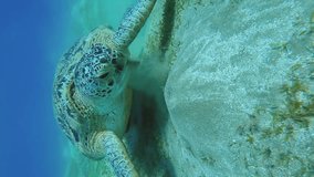 Close up frontal portrait of Sea turtle eating green sea grass on on hilly sand sebed, Vertical video, Slow motion. Great Green Sea Turtle (Chelonia mydas)