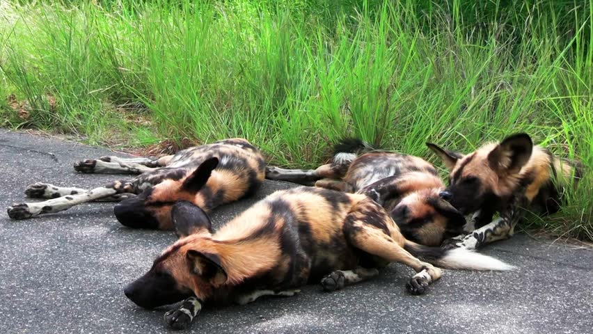 African wild dogs sleep near green grass, exhausted and heavy breathing
