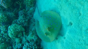 Vertical video, Close-up of Reef Stingray lies on sandy bottom next to a coral reef, then turns around and swims away. Blue spotted Stingray or Bluespotted Ribbontail Ray (Taeniura lymma)