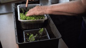 the hands of a retired farmer, an elderly European woman, transplant green lettuce seedlings into a box with earth using miniature garden tools - Powered by Shutterstock - Get 15% off with code: PIKWIZARD15