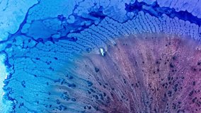 Macro shot of vibrant blue and red ink diffusing in water, creating an abstract, coral-like pattern - Powered by Shutterstock - Get 15% off with code: PIKWIZARD15