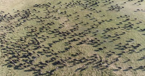 High aerial view of a large herd of Cape buffalo running across the Okavango Delta, Botswana