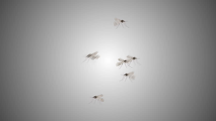Dengue mosquitoes isolated flying on gradient background