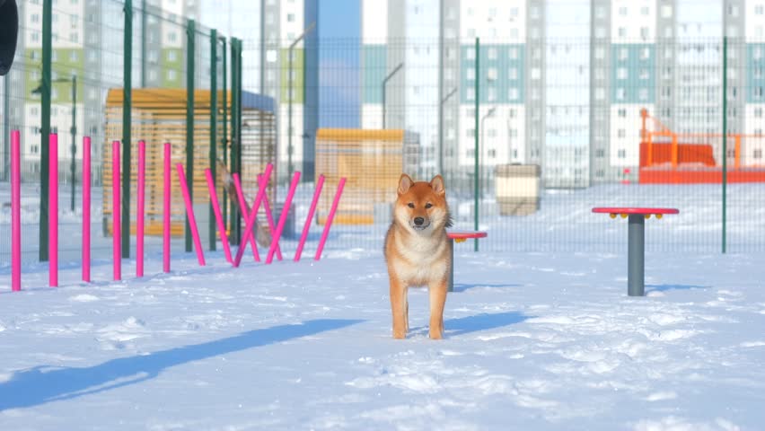 A ginger small dog of the Shiba Inu breed running into the camera on the dog playground. A happy joyful doggy runs to owner. Dog training. puppy is playing on dog park in town in winter. slow motion Royalty-Free Stock Footage #3435156407