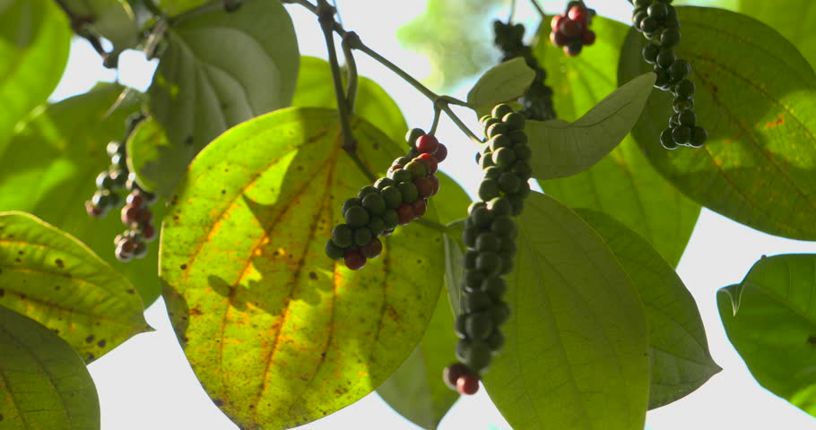 Pepper sprout tree precursor to harvest. Pepper harvest symbolizes agricultural growth vitality Pepper harvest vital for spicy seasoning production marks testament to farming excellence.