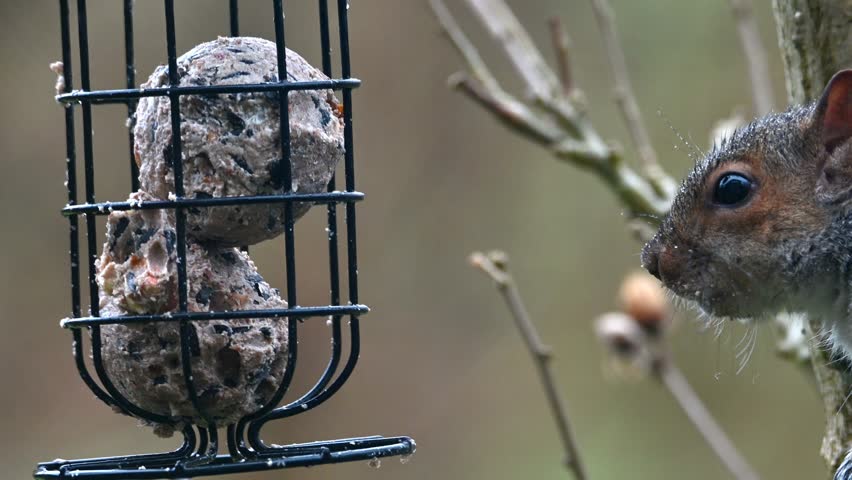 (Eastern) Grey Squirrel (Sciurus carolinensis) in the rain, feeding on fat balls in a garden bird feeder. February, Kent, UK. 