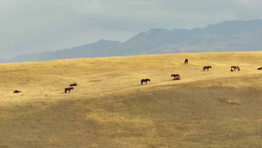 Herd of wild horses grazing on dry field in steppe with mountains background. Aerial drone view at autumn cloudy day.