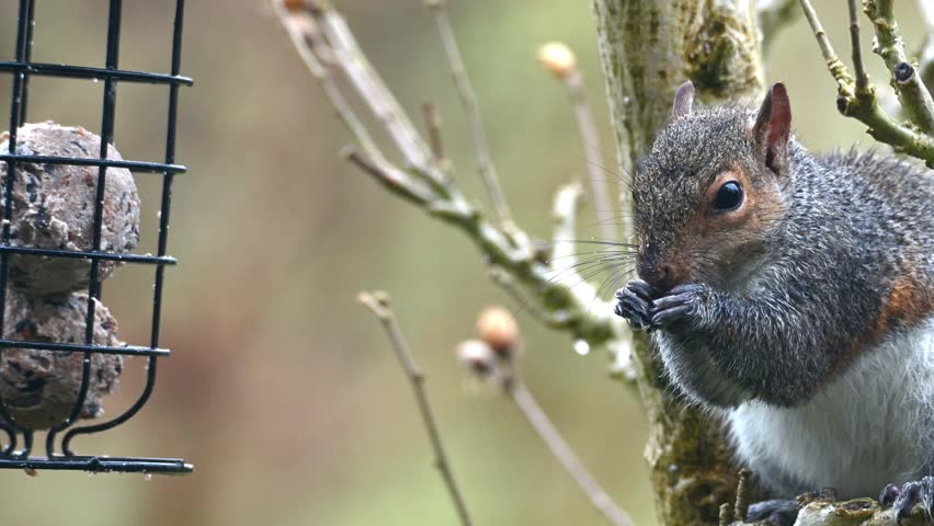 (Eastern) Grey Squirrel (Sciurus carolinensis) in the rain, feeding on fat balls in a garden bird feeder. February, Kent, UK.